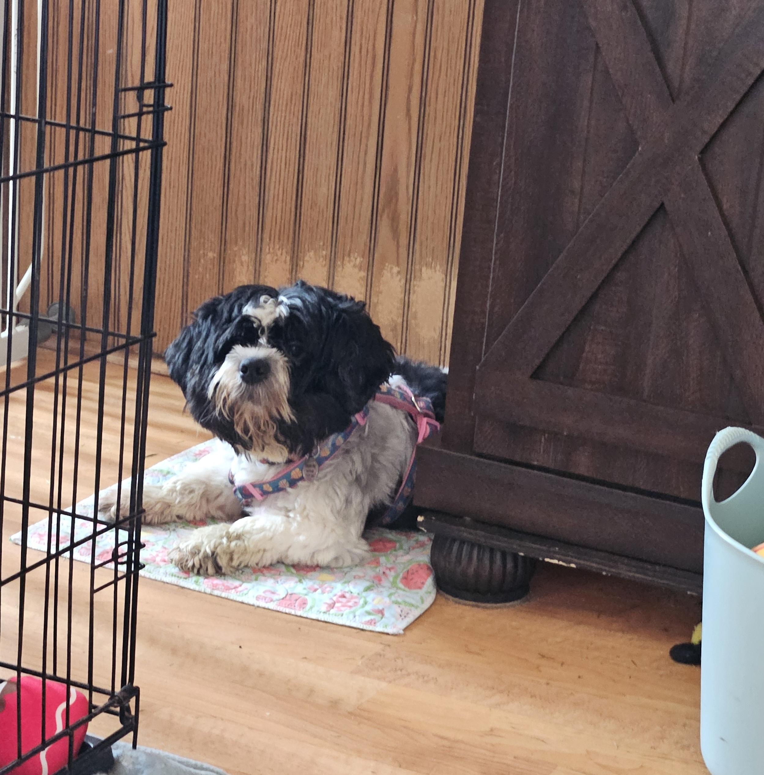 Enlarge Maddie, a Adoptable Shih Tzu in Schofield, WI image 1/2
