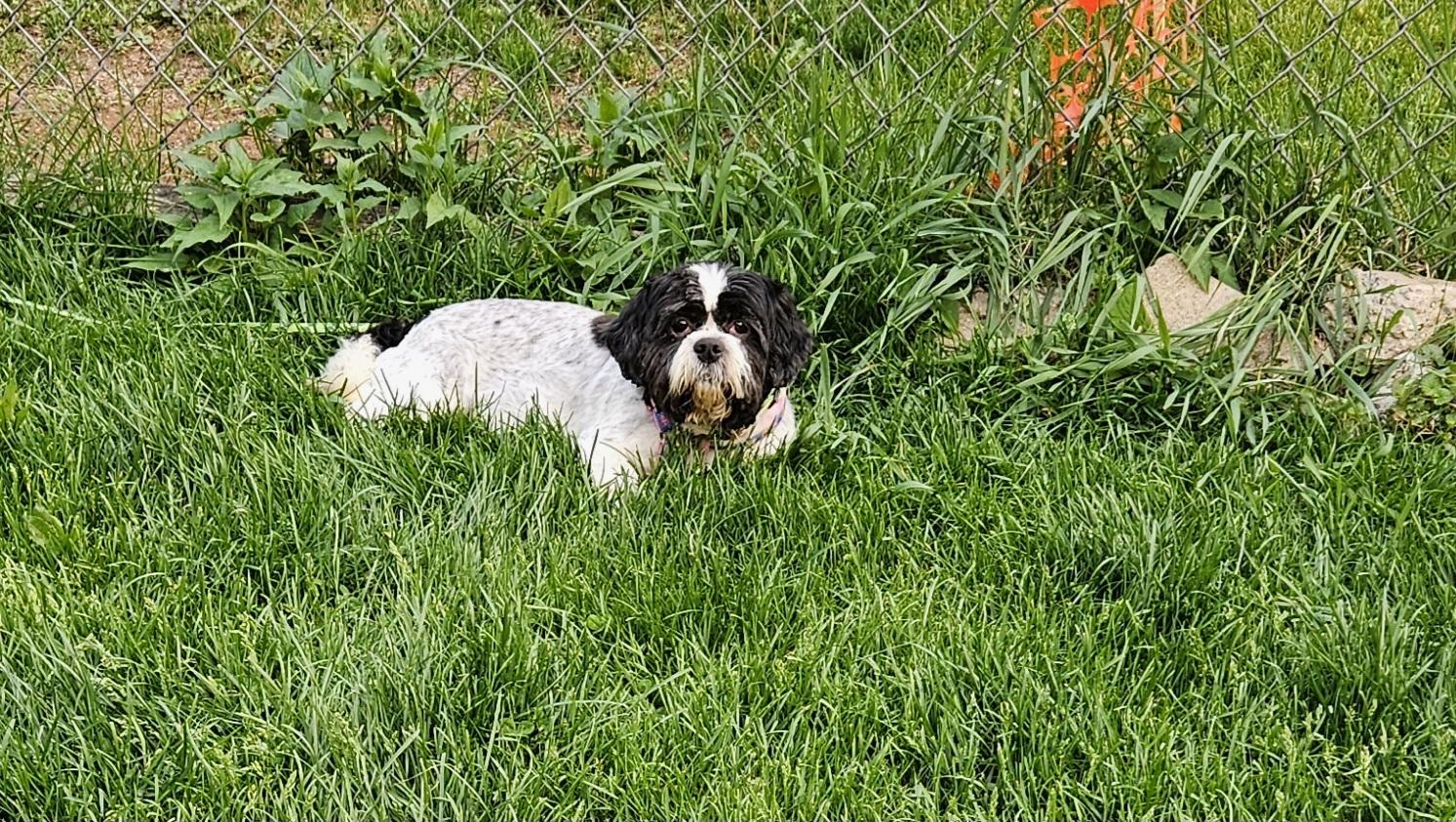 Maddie, an adoptable Shih Tzu in Schofield, WI, 54476 | Photo Image 2