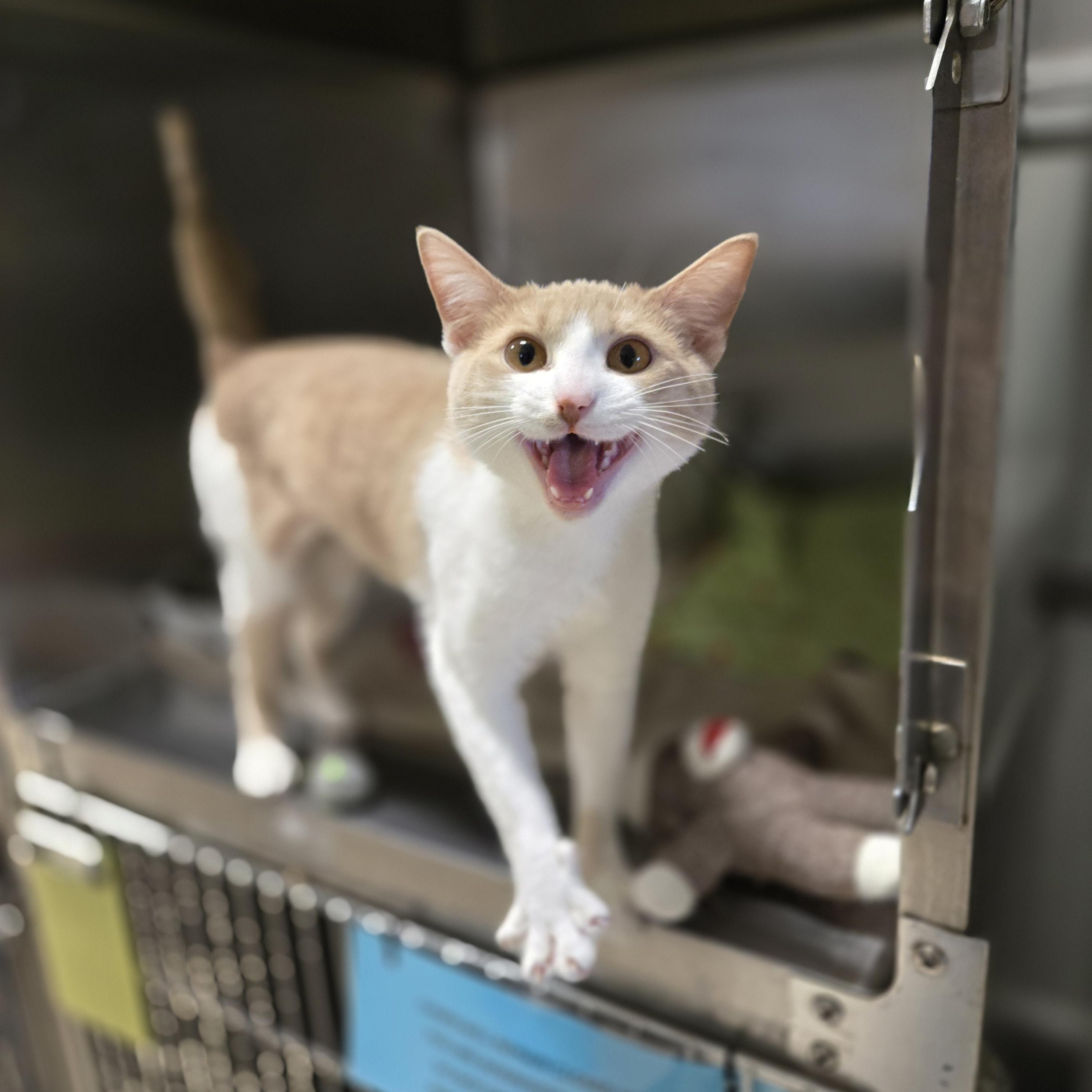 Enlarge Rose, an adopted Domestic Short Hair in Paris, ME image 2/2