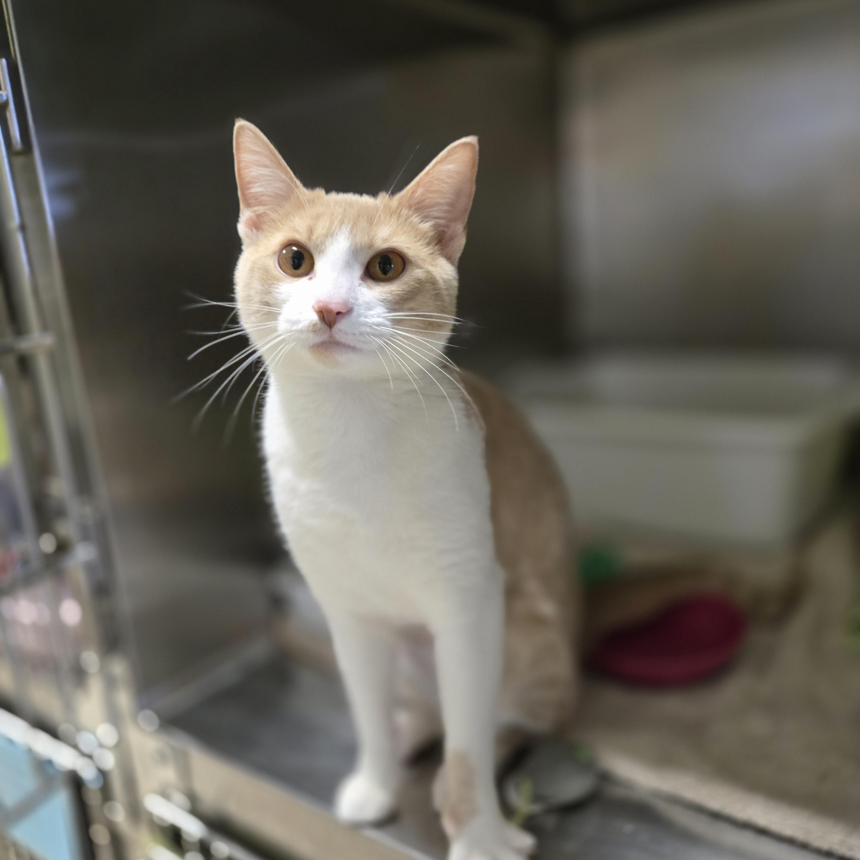 Rose, adopted, Young Female Domestic Short Hair.