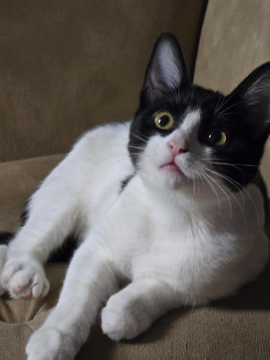 Purrla — thumbnail 2