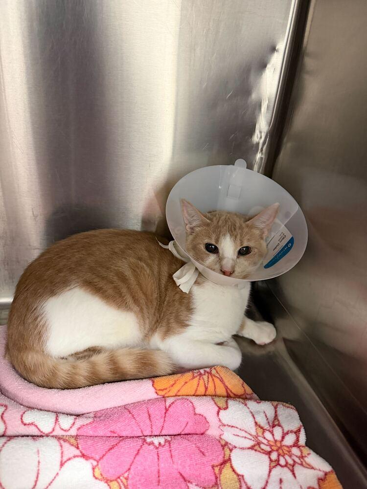 Theodore, Adoptable, Kitten Male Domestic Short Hair.