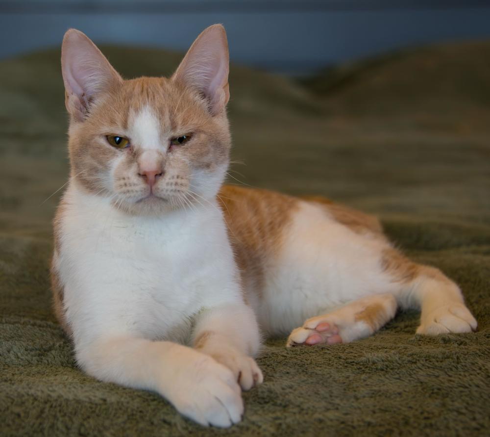 Enlarge Theodore, a Adoptable Domestic Short Hair in Marietta, GA image 2/3