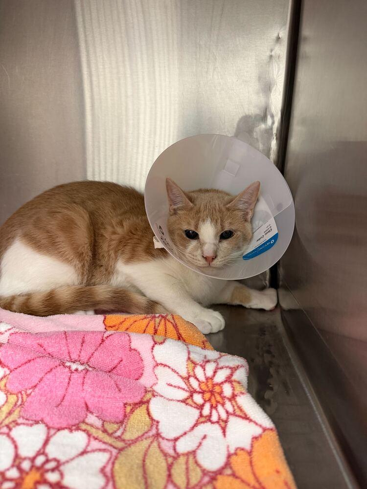 Enlarge Theodore, a Adoptable Domestic Short Hair in Marietta, GA image 3/3