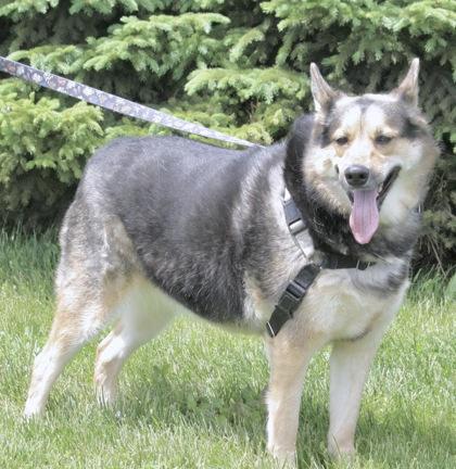 Fran, ADOPTABLE, Adult Female German Shepherd Dog.
