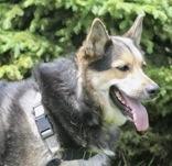 Enlarge Fran, a ADOPTABLE German Shepherd Dog in Whitby, ON image 3/4