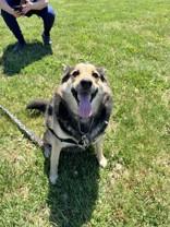 Enlarge Fran, a ADOPTABLE German Shepherd Dog in Whitby, ON image 4/4