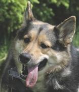 Enlarge Fran, a ADOPTABLE German Shepherd Dog in Whitby, ON image 2/4