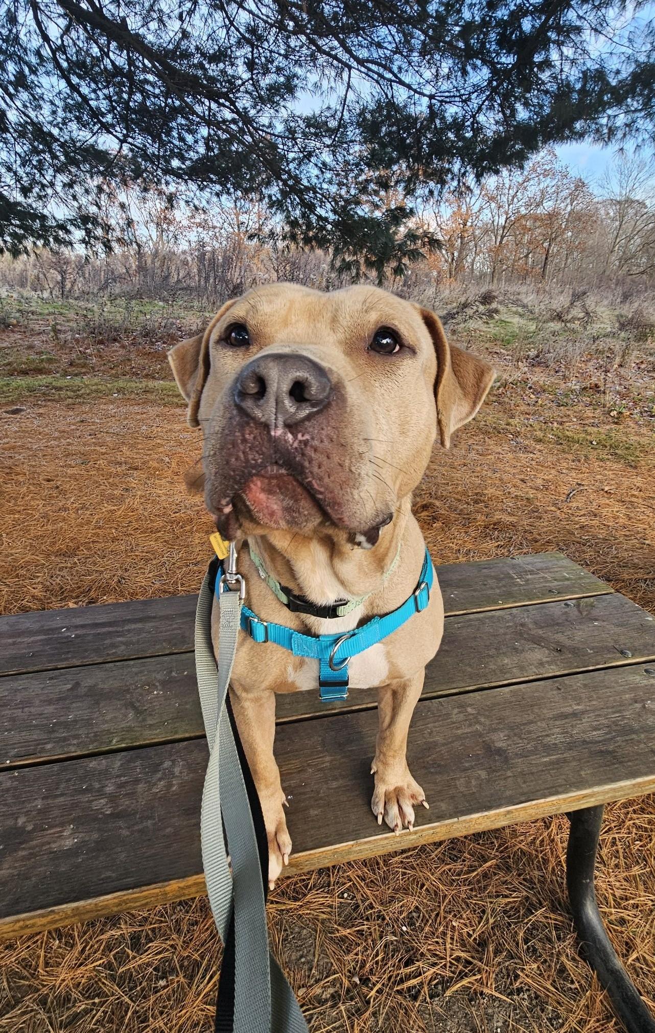 Enlarge Dudley, an adoptable mixed breed in Cleveland, OH image 1/6