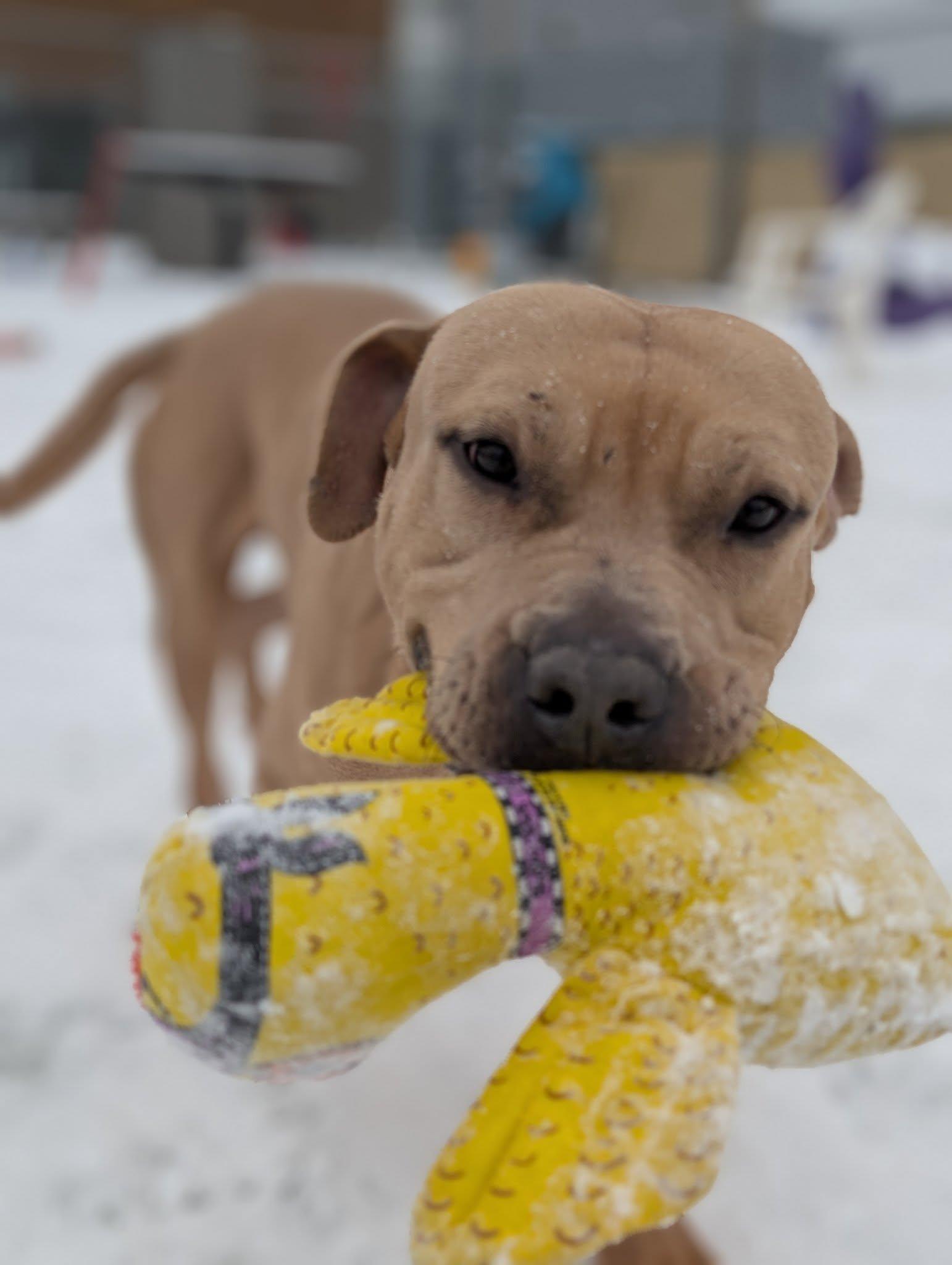 Enlarge Dudley, an adoptable mixed breed in Cleveland, OH image 2/6