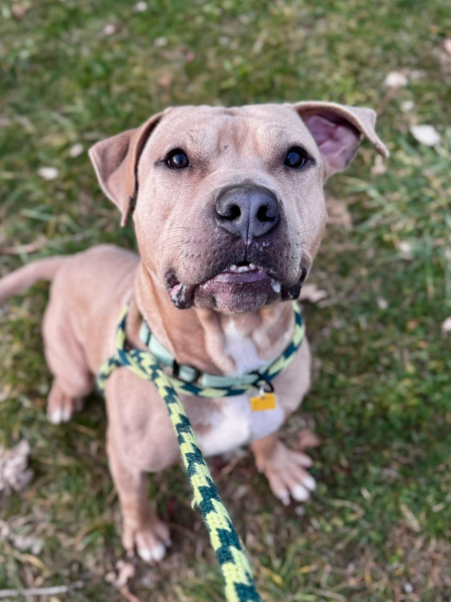 Enlarge Dudley, an adoptable mixed breed in Cleveland, OH image 3/6
