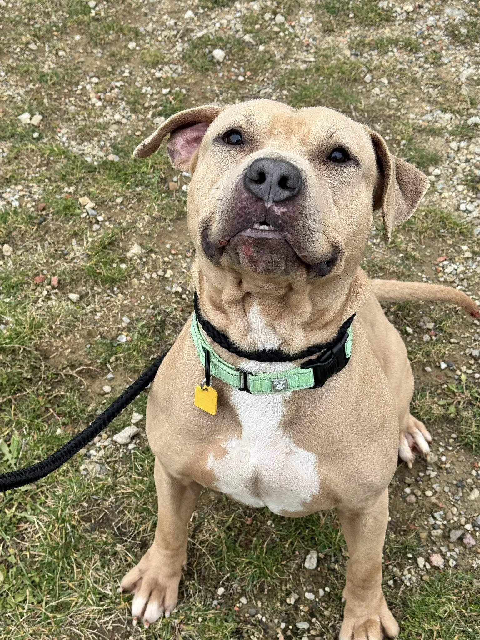 Enlarge Dudley, an adoptable mixed breed in Cleveland, OH image 4/6