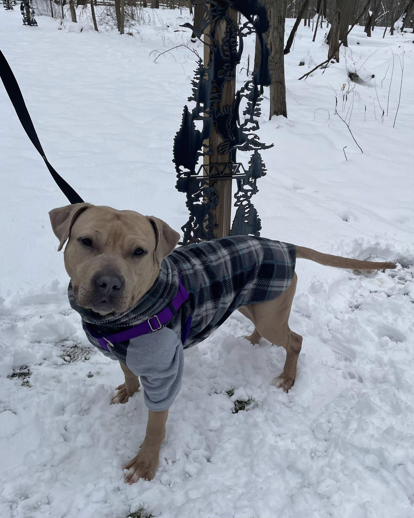 Enlarge Dudley, an adoptable mixed breed in Cleveland, OH image 6/6