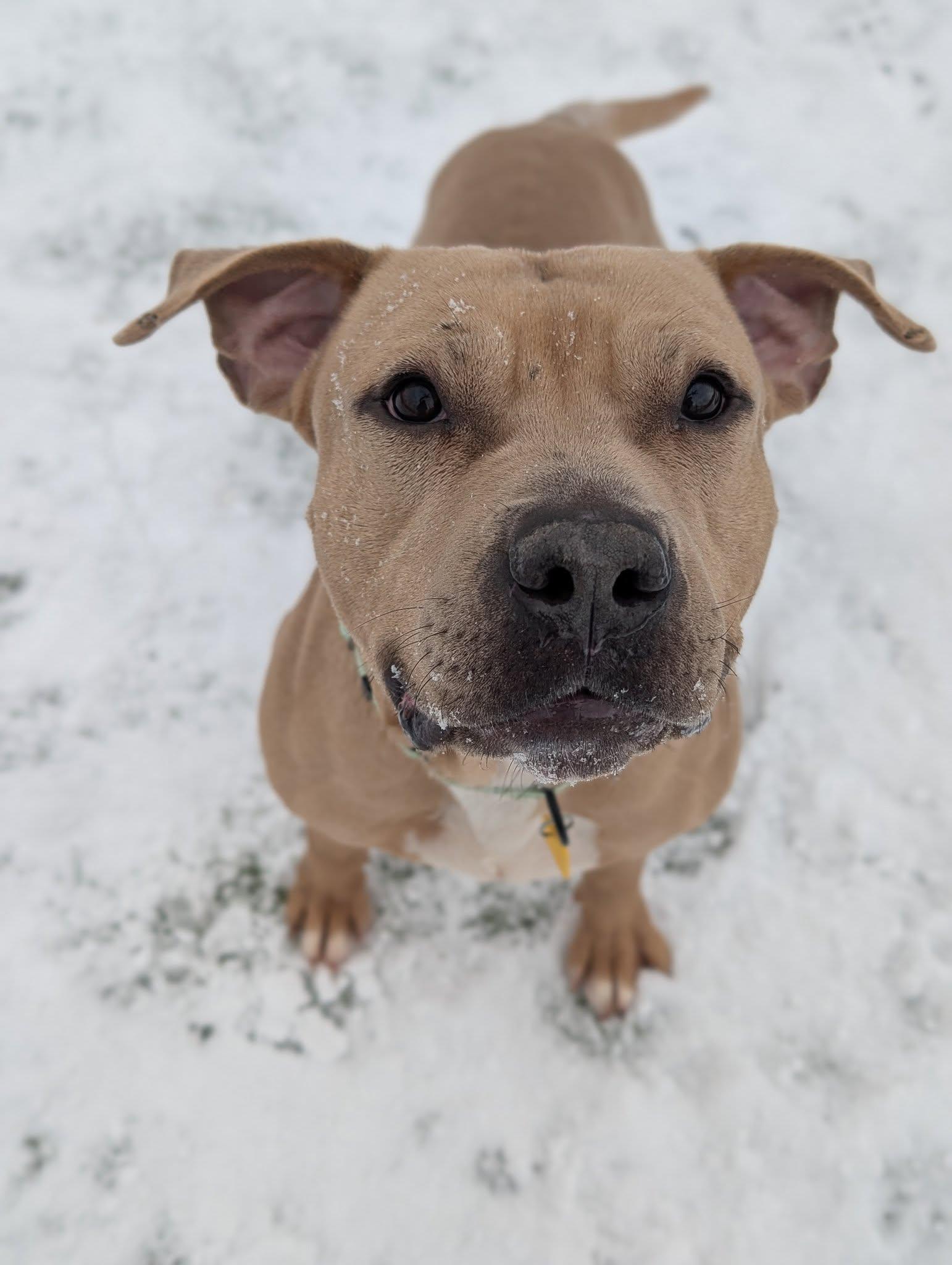 Enlarge Dudley, an adoptable mixed breed in Cleveland, OH image 5/6