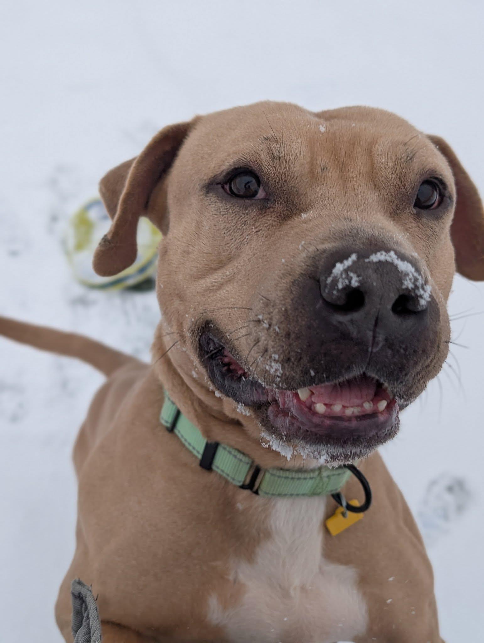 Enlarge Dudley, an adoptable mixed breed in Cleveland, OH image 6/6