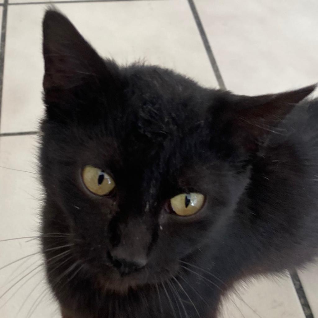 Toothless, Adoptable, Adult Male American Shorthair.