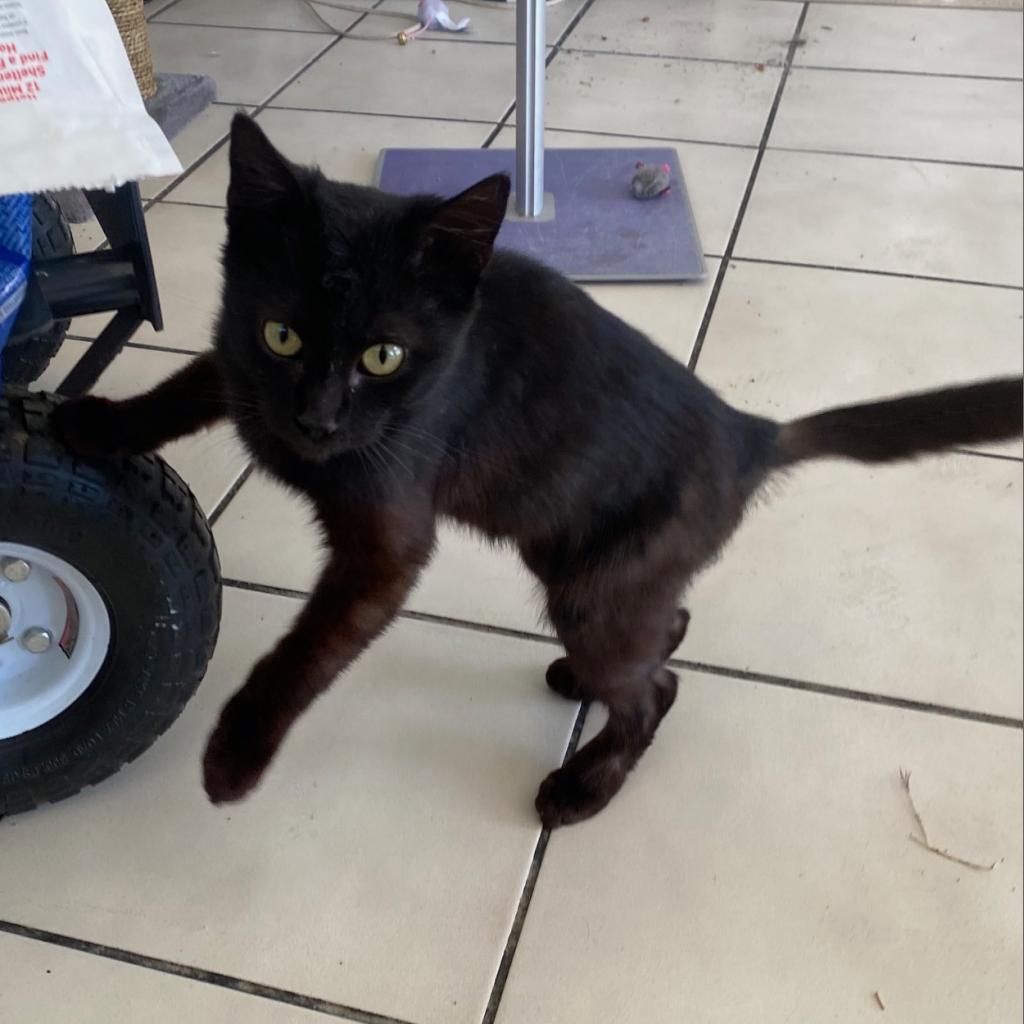 Enlarge Toothless, a Adoptable American Shorthair in Poplar Bluff, MO image 2/2