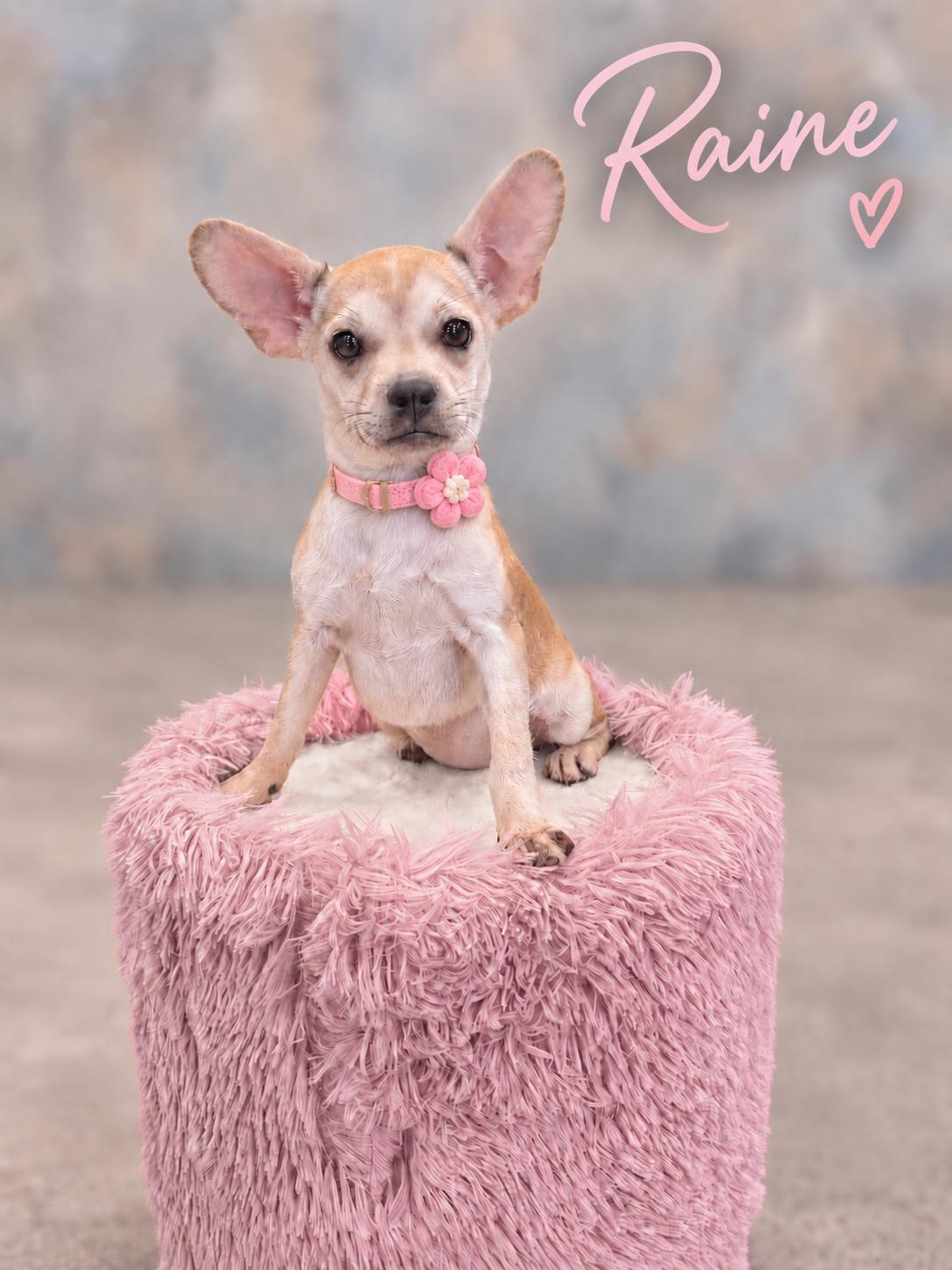 Enlarge Raine, a Adopted mixed breed in Helotes, TX image 1/3