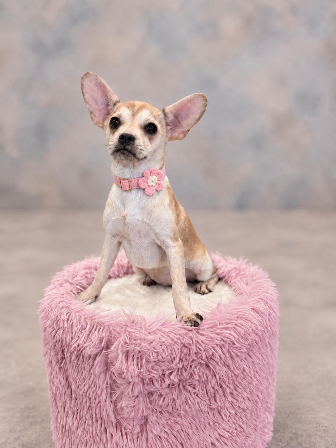 Enlarge Raine, a Adopted mixed breed in Helotes, TX image 2/3