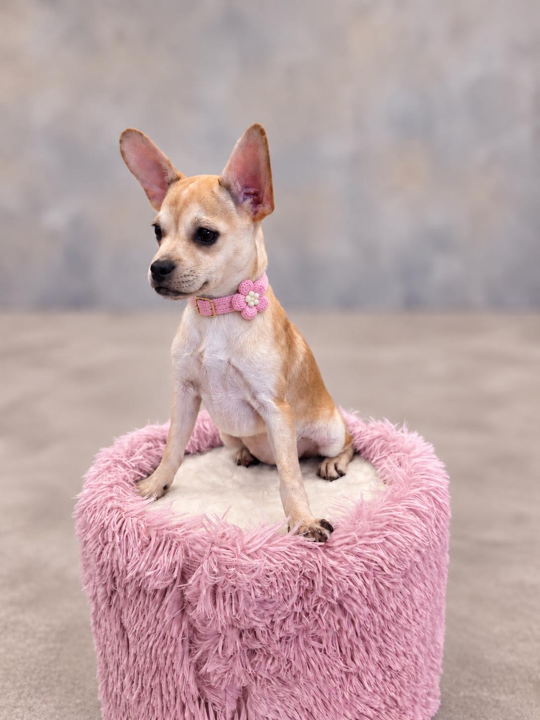 Enlarge Raine, a Adopted mixed breed in Helotes, TX image 3/3