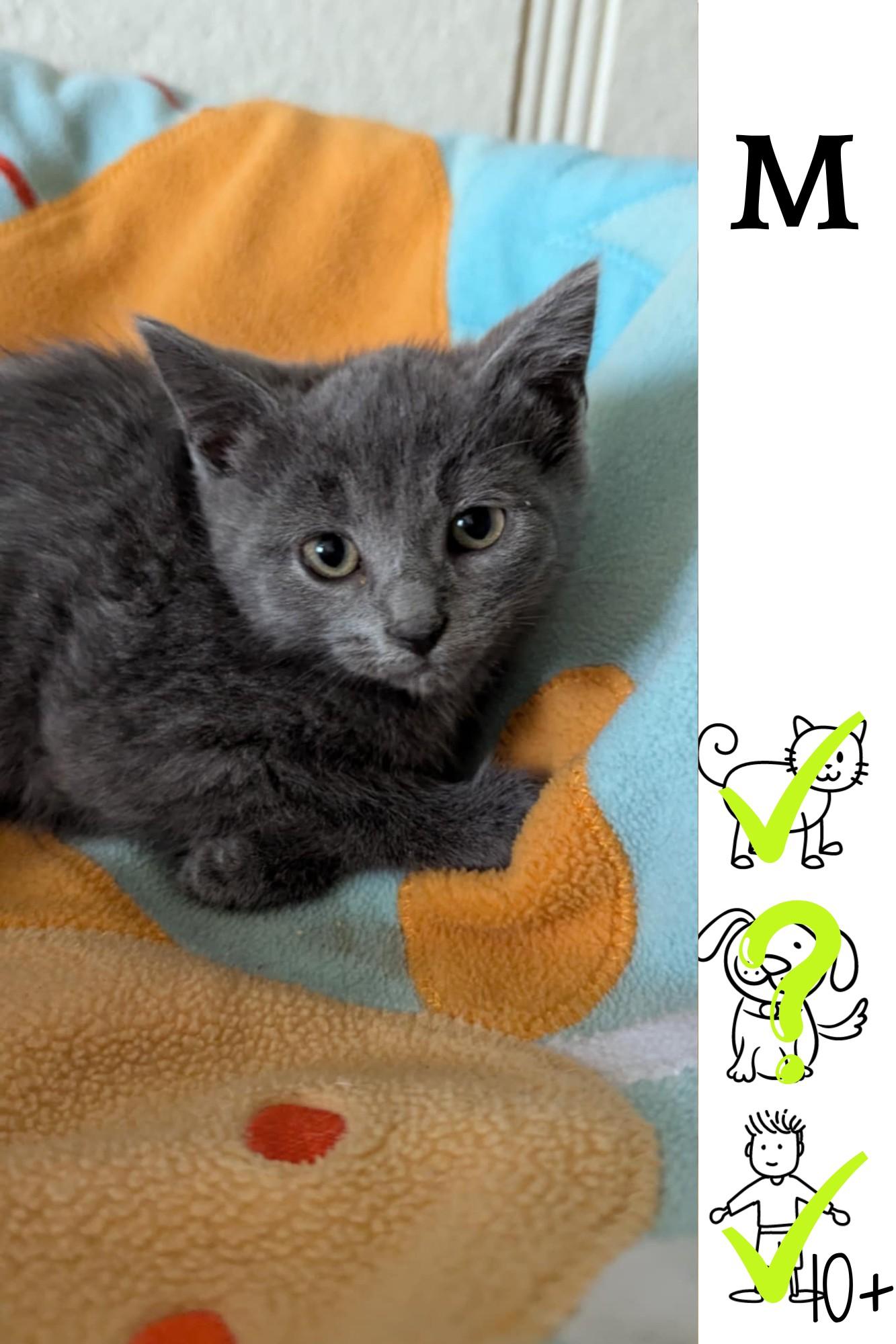 Rigatoni, Baby Male Domestic Medium Hair