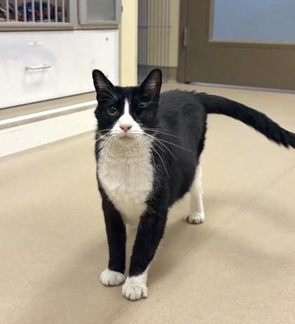 Enlarge Eleven, a Adoptable mixed breed in Quakertown, PA image 1/3