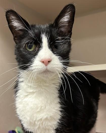 Enlarge Eleven, a Adoptable mixed breed in Quakertown, PA image 2/3