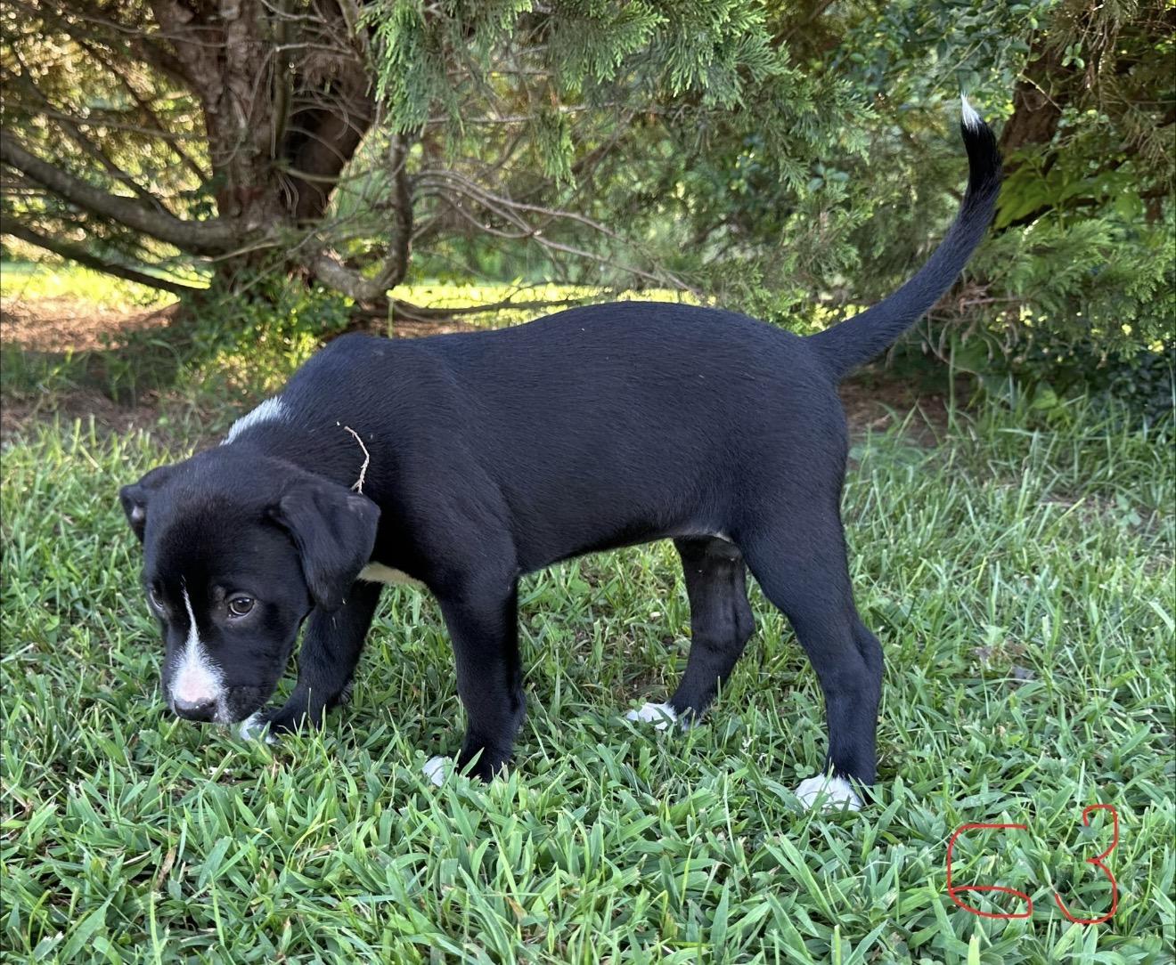 Enlarge Penny Pupcake, a Adoptable mixed breed in Woburn, MA image 3/4
