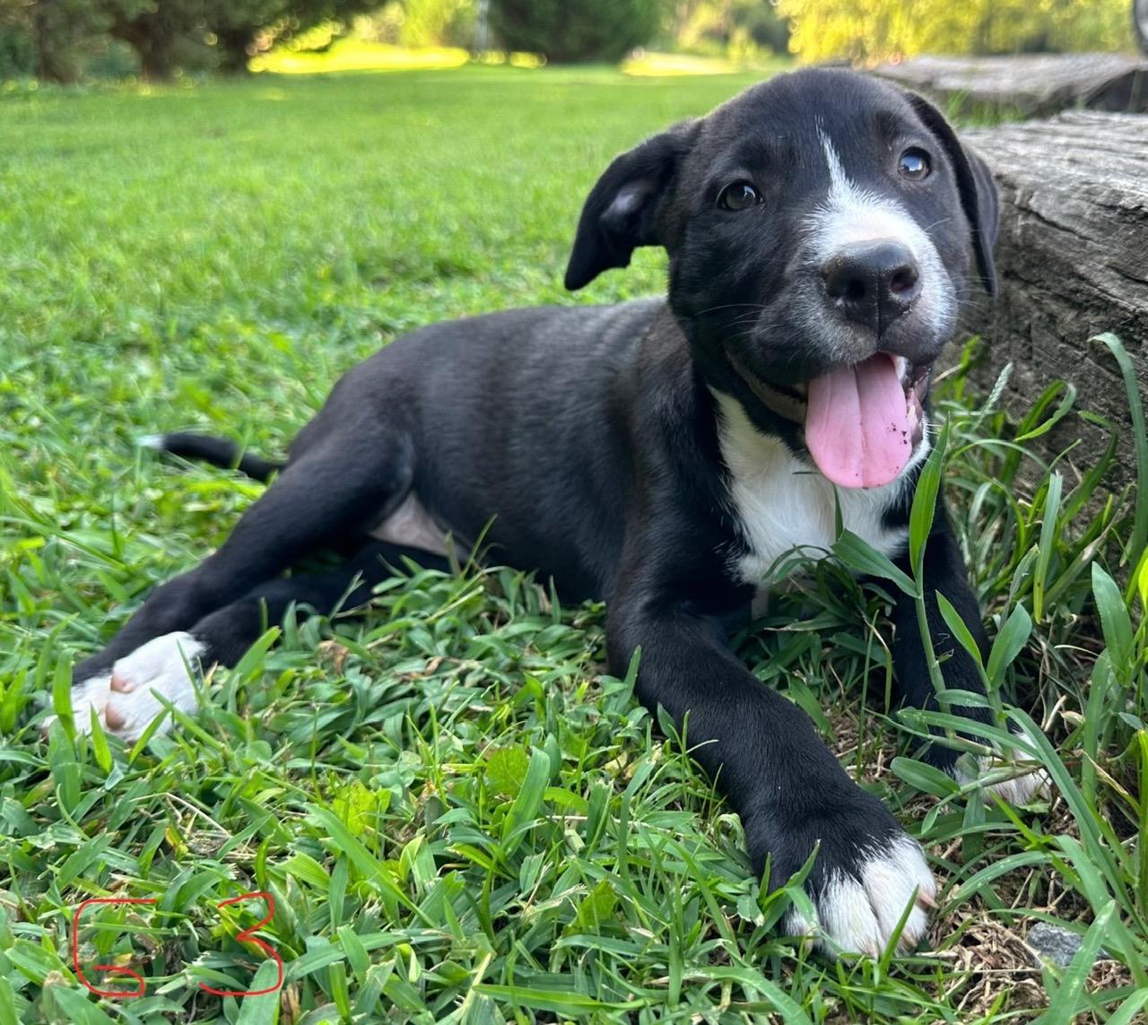 Enlarge Penny Pupcake, a Adoptable mixed breed in Woburn, MA image 2/4