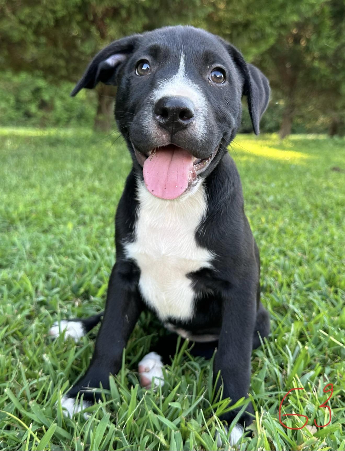 Enlarge Penny Pupcake, a Adoptable mixed breed in Woburn, MA image 4/4