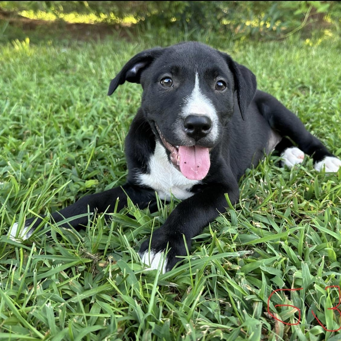 Enlarge Penny Pupcake, a Adoptable mixed breed in Woburn, MA image 1/4
