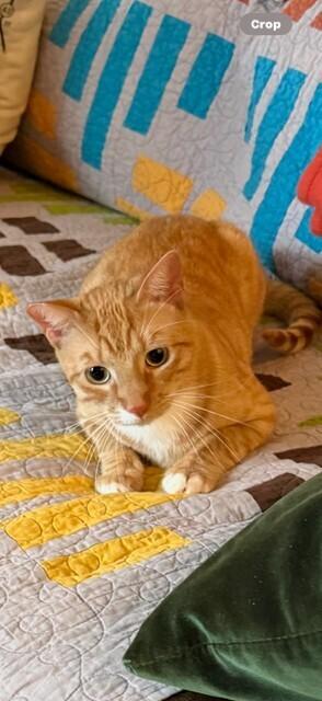 Duncan, Adoptable, Young Male Domestic Short Hair.