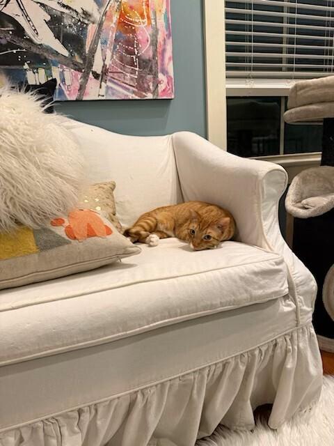 Duncan, a Adoptable Domestic Short Hair image 2/2