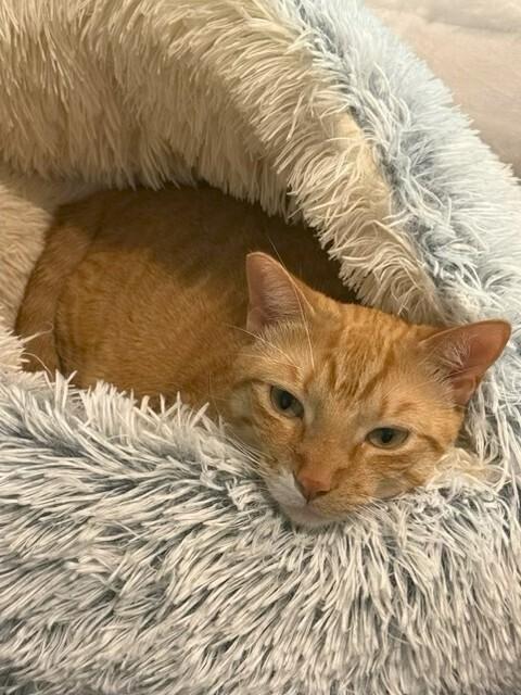 Duncan, a Adoptable Domestic Short Hair in Covington, LA image 2/2