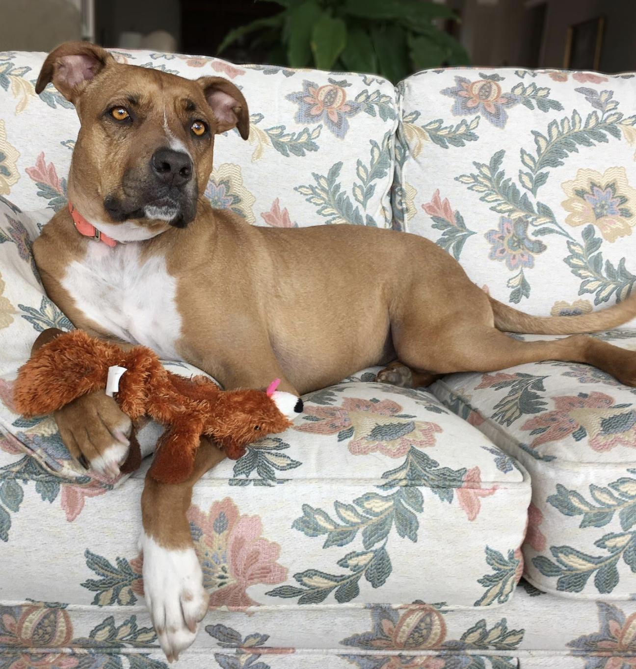 Enlarge Stewie, a Adoptable mixed breed in Longview, TX image 1/6