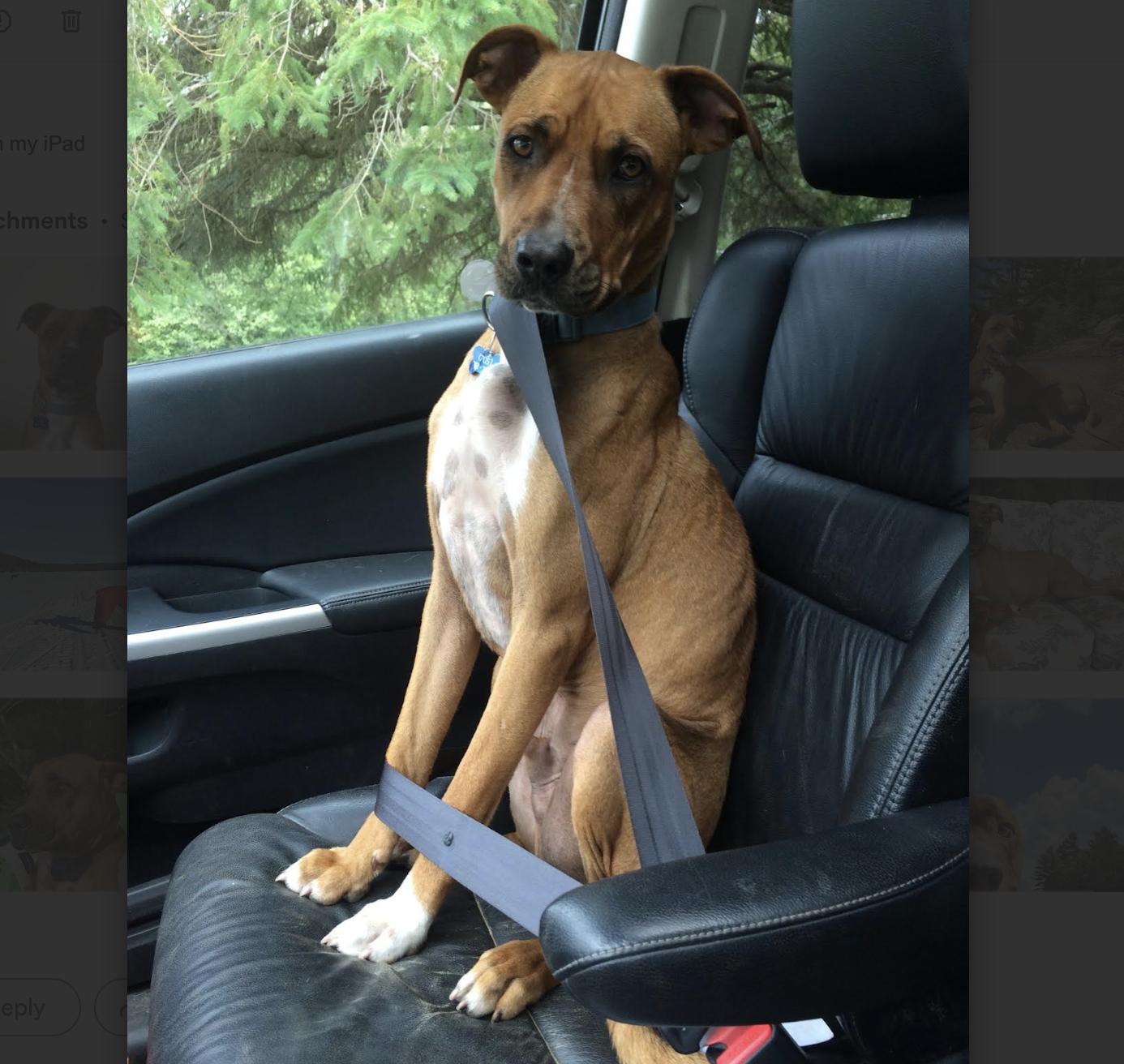 Enlarge Stewie, a Adoptable mixed breed in Longview, TX image 5/6