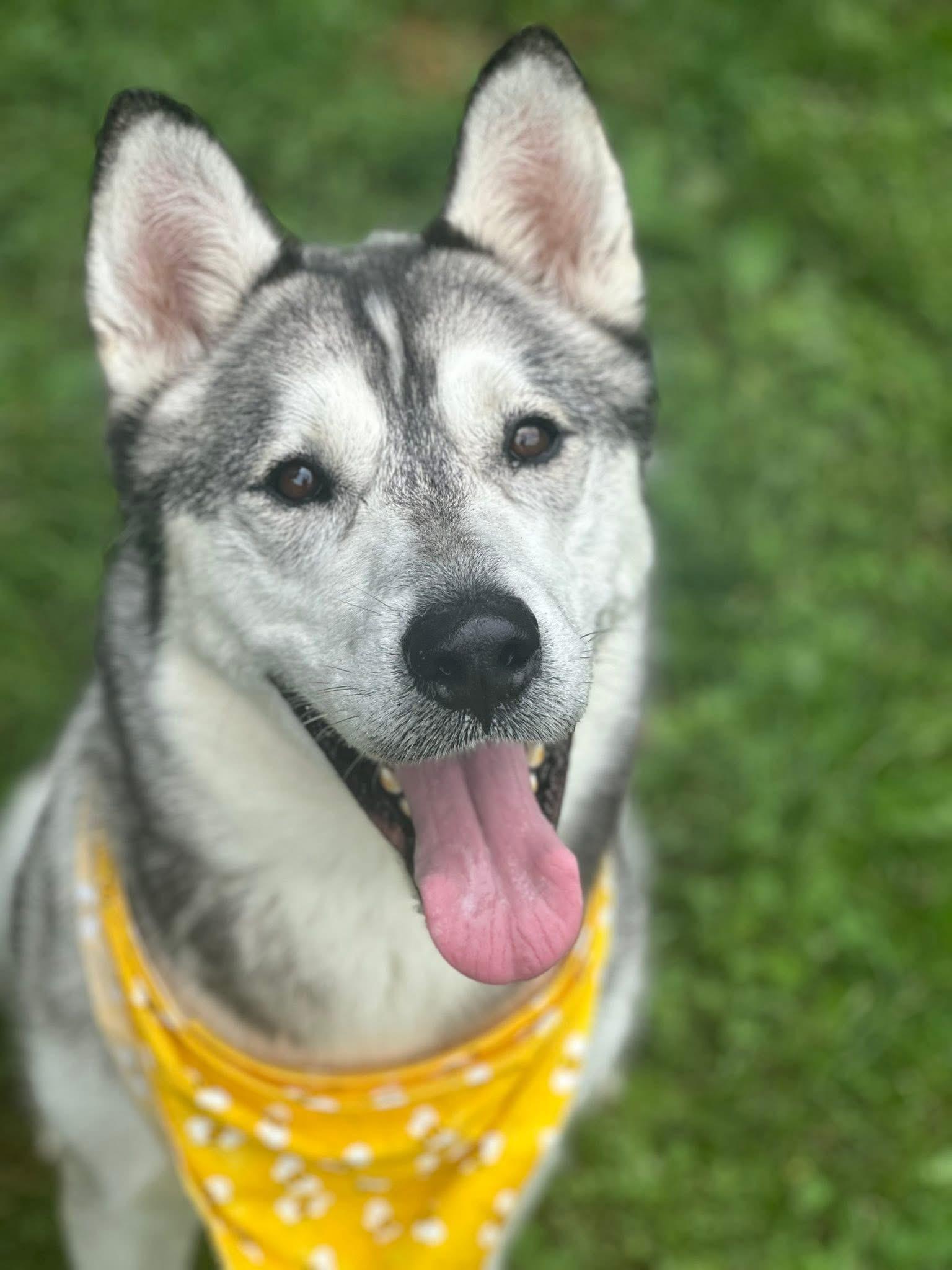 Hunter, adoptable, Adult Male Husky.