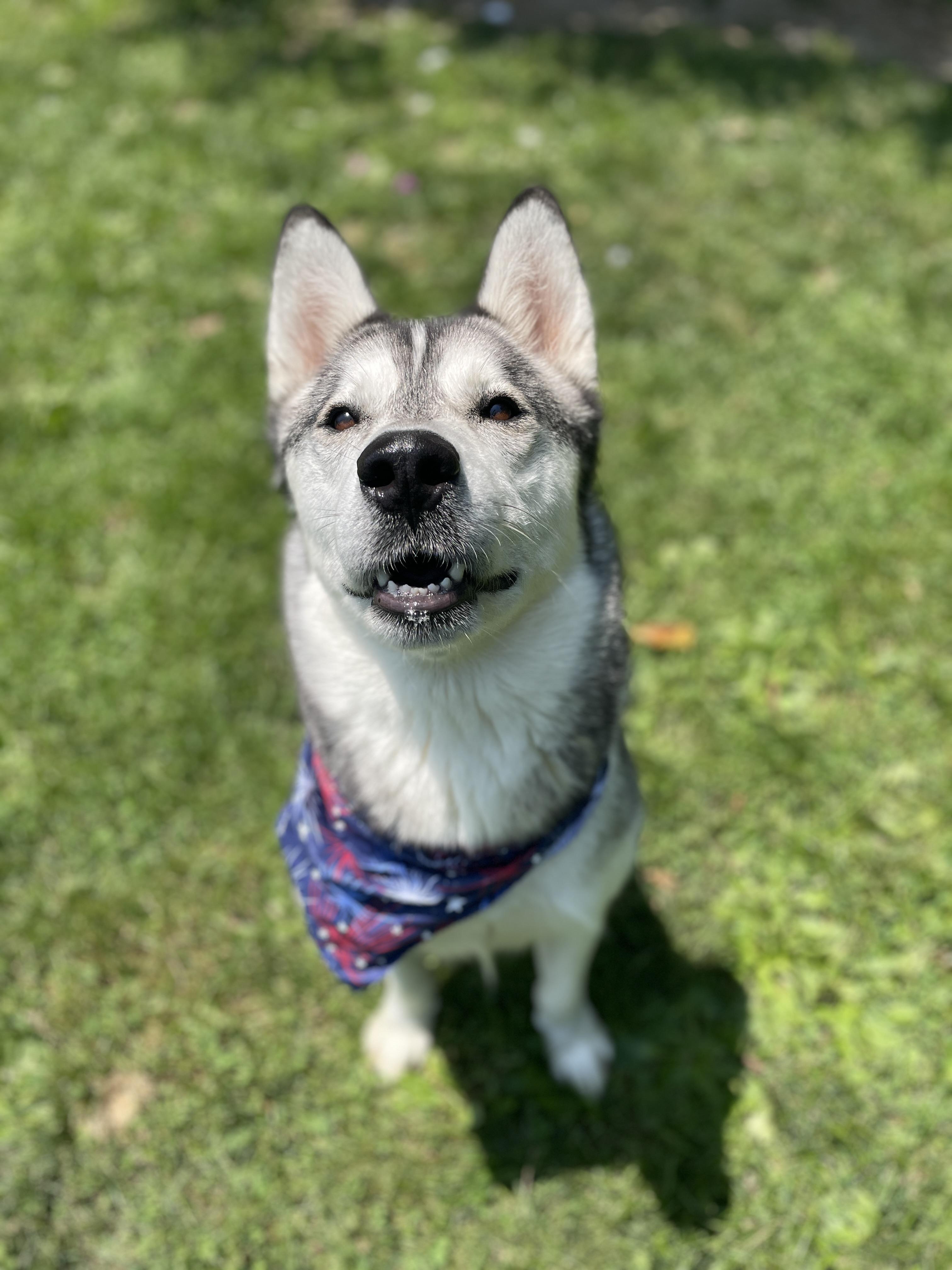 Enlarge Hunter, an adoptable Husky in Myerstown, PA image 2/6