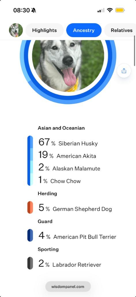 Enlarge Hunter, an adoptable mixed breed in Myerstown, PA image 6/6