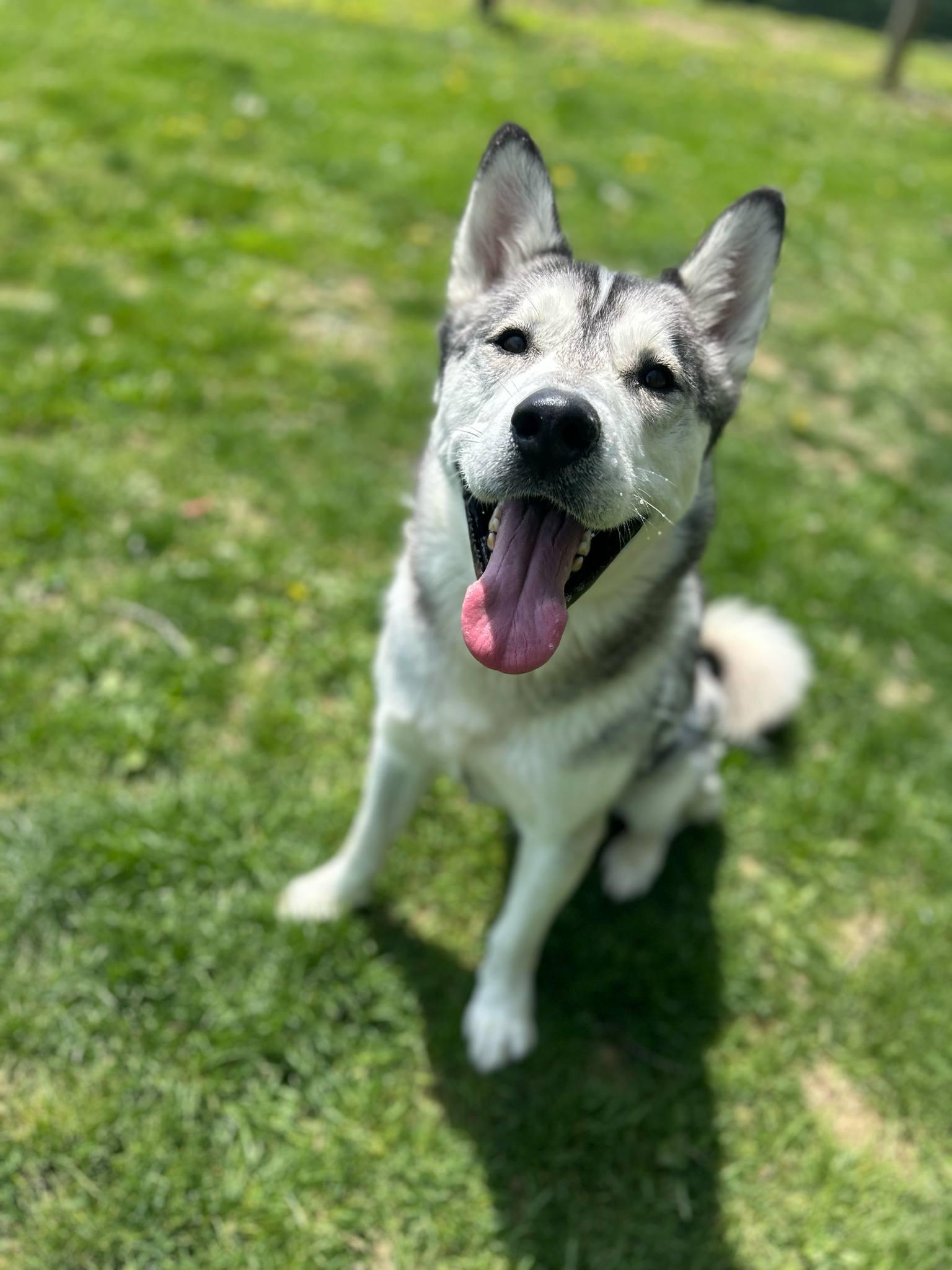 Enlarge Hunter, an adoptable Husky in Myerstown, PA image 3/6