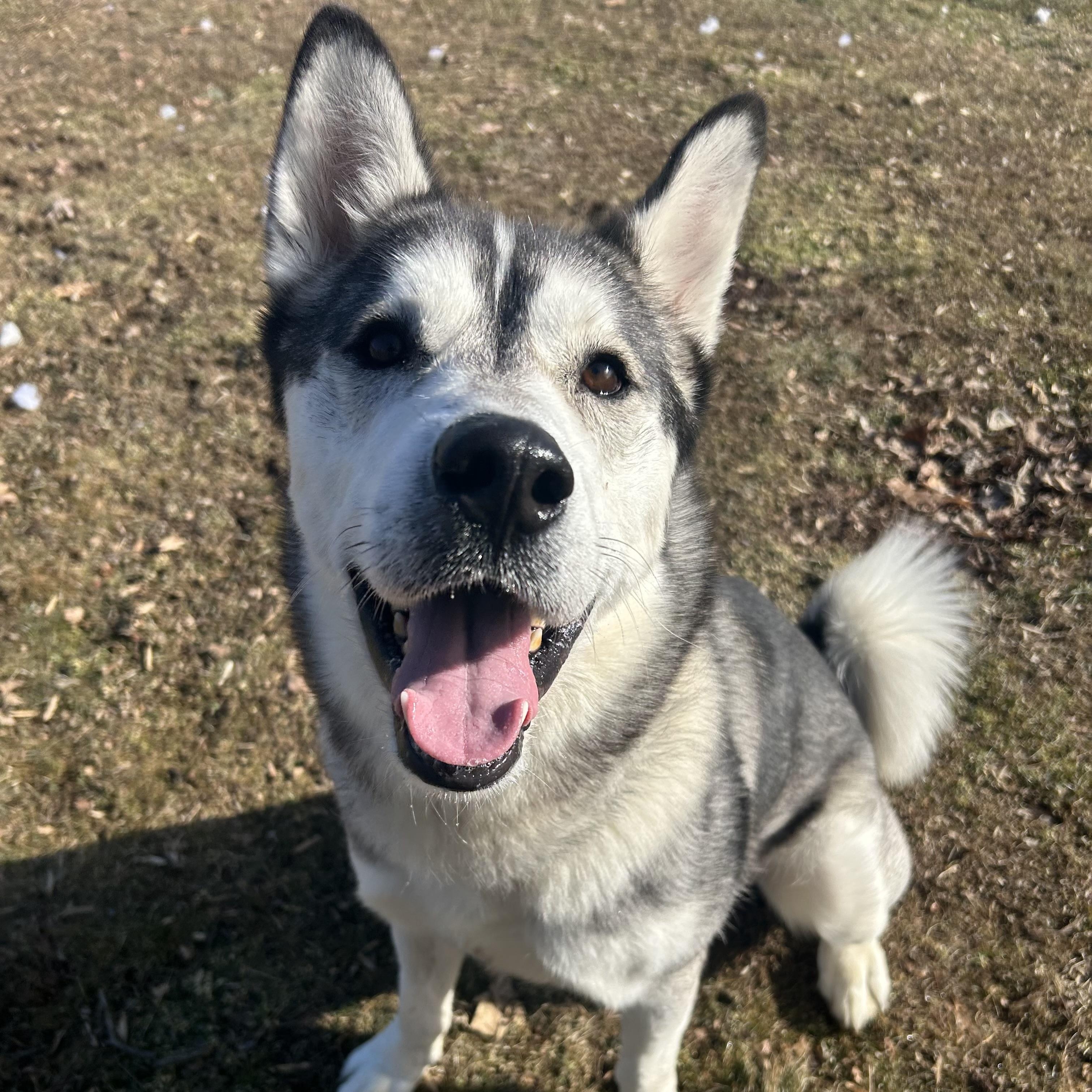 Enlarge Hunter, an adoptable Husky in Myerstown, PA image 4/6
