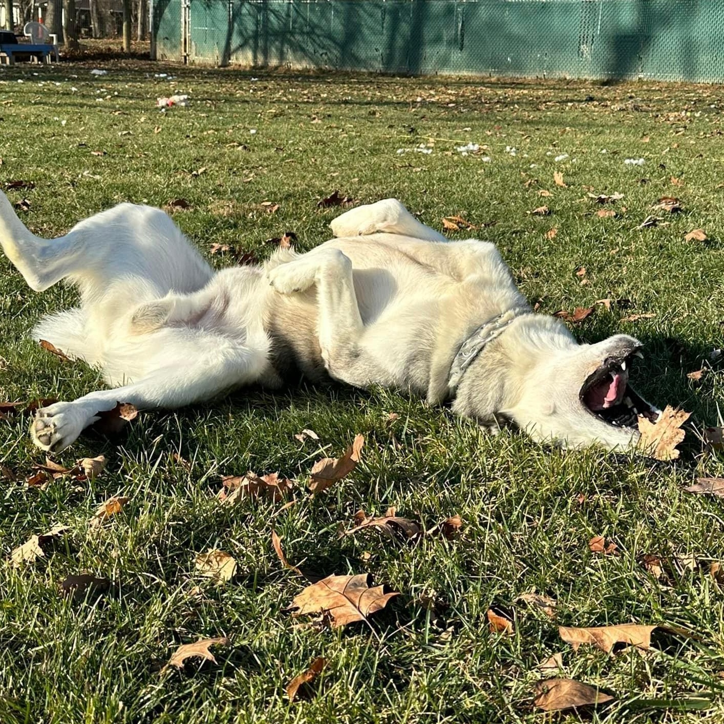 Enlarge Hunter, an adoptable Husky in Myerstown, PA image 6/6