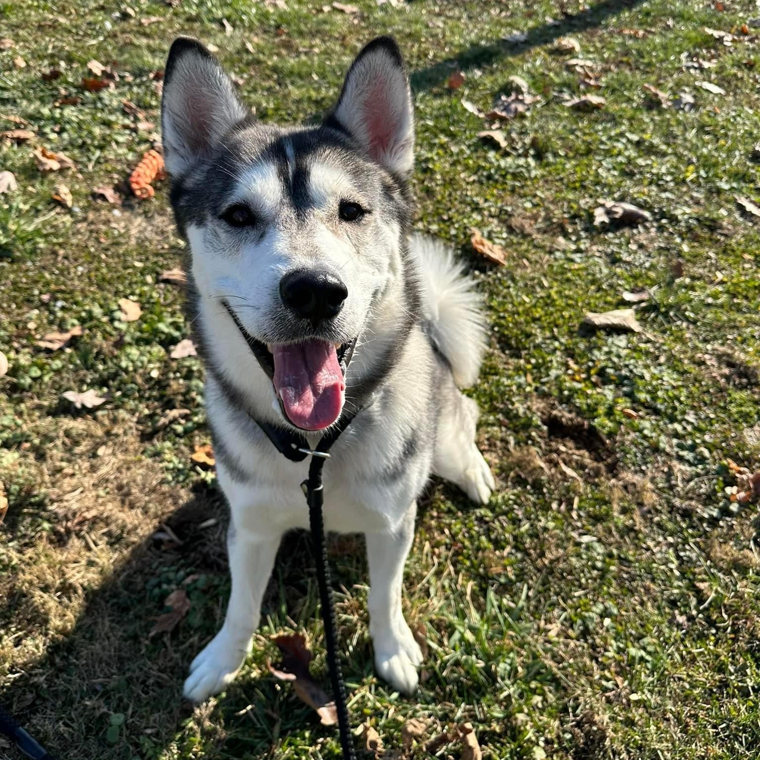 Enlarge Hunter, an adoptable Husky in Myerstown, PA image 5/6