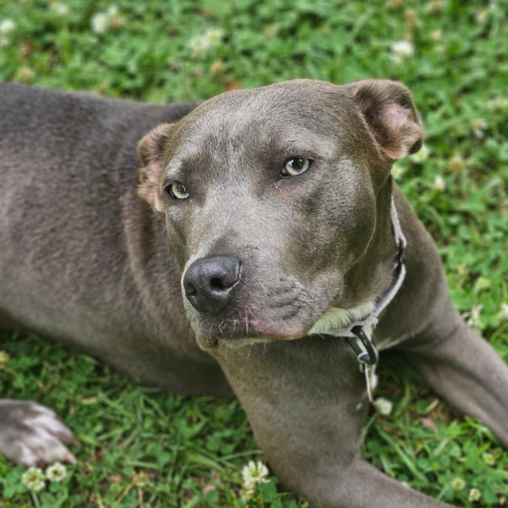 Enlarge Lola, a Adoptable Mixed Breed in Auburn, AL image 1/6