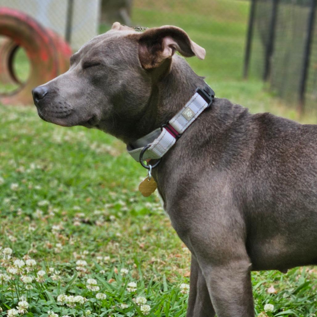 Enlarge Lola, a Adoptable Mixed Breed in Auburn, AL image 2/6