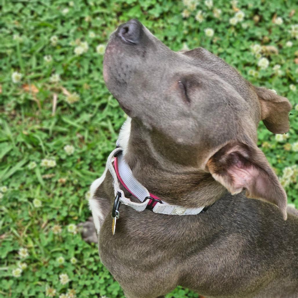 Enlarge Lola, a Adoptable Mixed Breed in Auburn, AL image 3/6