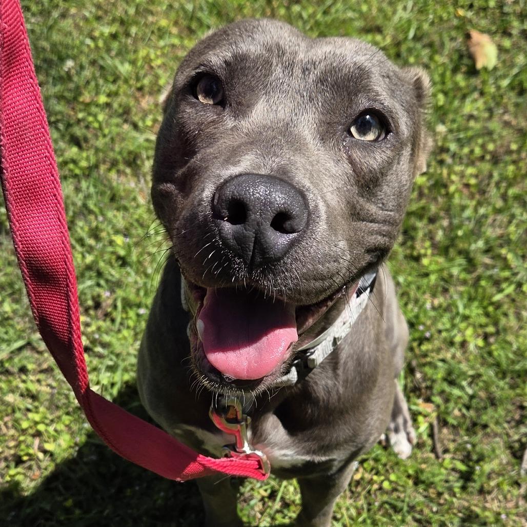 Enlarge Lola, a Adoptable Mixed Breed in Auburn, AL image 4/6