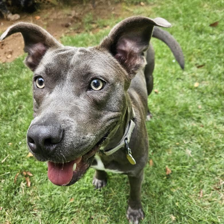 Enlarge Lola, a Adoptable Mixed Breed in Auburn, AL image 5/6