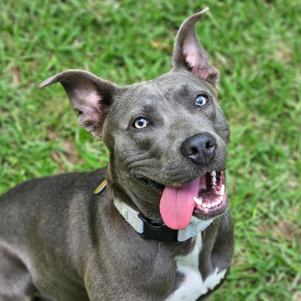Enlarge Lola, a Adoptable Mixed Breed in Auburn, AL image 4/6
