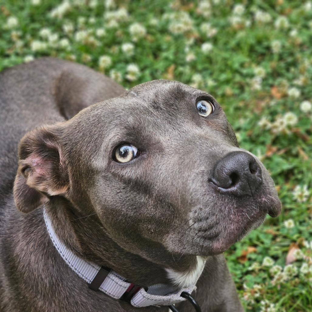 Enlarge Lola, a Adoptable Mixed Breed in Auburn, AL image 5/6